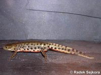 Triturus boscai - Bosca's Newt