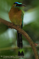 Momotus momota - Blue-crowned Motmot