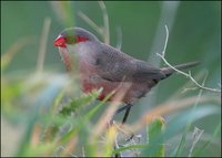 Estrilda astrild - Common Waxbill