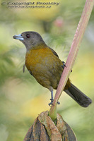 Ramphocelus passerinii - Scarlet-rumped Tanager