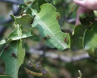 Image of: Atta texana (Texas leafcutting ant)