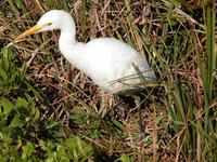 Image of: Bubulcus ibis (cattle egret)