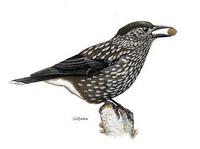 Image of: Nucifraga caryocatactes (Eurasian nutcracker)