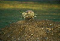 Cynomys ludovicianus - Black-tailed Prairian Dog