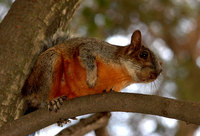 Sciurus aureogaster - Red-bellied Squirrel