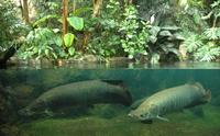 Arapaima gigas - Giant Arapaima