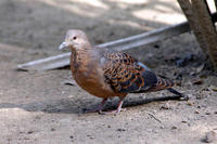 Image of: Streptopelia orientalis (Oriental turtle-dove)