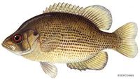 Image of: Ambloplites rupestris (rock bass)