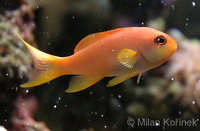 Pseudanthias squamipinnis - Lyretail Anthias