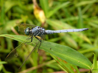 呂宋灰蜻 (Orthetrum luzonicum)