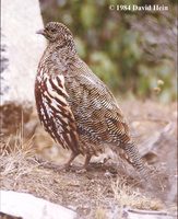 Snow Partridge - Lerwa lerwa