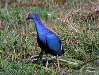 Purple Swamphen - Porphyrio porphyrio