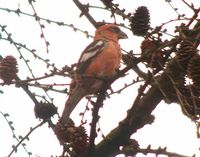 White-winged Crossbill - Loxia leucoptera