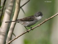 Hume's Lesser Whitethroat - Sylvia althaea