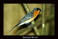 Spectacled Monarch