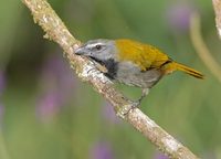 Buff-throated Saltator (Saltator maximus) photo