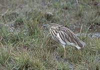 Madagascar Pond-Heron (Ardeola idea) photo