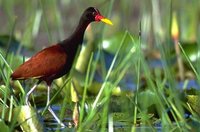 Wattled Jacana - Jacana jacana