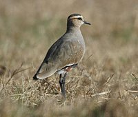 Sociable Lapwing - Vanellus gregarius