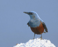 Rock-Thrush (Monticola rufiventris) photo