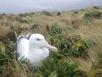 (Southern) Royal Albatross (Diomedea epomophora epomophora) photo