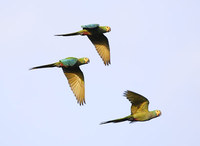 Red-bellied Macaw (Ara manilata) photo