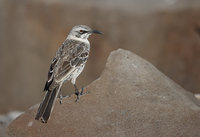 Hood Mockingbird (Nesomimus macdonaldi) photo