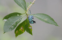 Beryl-spangled Tanager (Tangara nigroviridis) photo