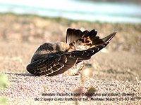 Parasitic Jaeger - Stercorarius parasiticus