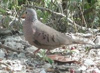 Common Ground-Dove - Columbina passerina