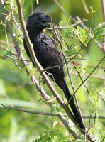 Smooth-billed Ani - Crotophaga ani