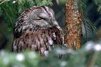 Tawny Owl - Strix aluco