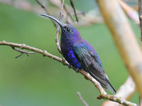 Violet Sabrewing - Campylopterus hemileucurus