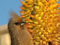 Speckled Mousebird - Colius striatus