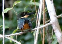 Green-and-rufous Kingfisher - Chloroceryle inda