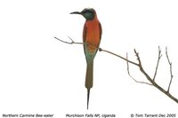 Northern Carmine Bee-eater - Merops nubicus
