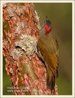 Golden-olive Woodpecker - Piculus rubiginosus