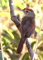 Rufous-winged Antshrike - Thamnophilus torquatus