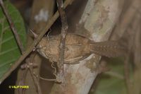 Spotted Bamboowren - Psilorhamphus guttatus