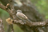 Suiriri Flycatcher - Suiriri suiriri