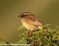 Black-throated Accentor - Prunella atrogularis