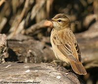 Sedge Warbler - Acrocephalus schoenobaenus