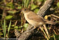 Eurasian Reed-Warbler - Acrocephalus scirpaceus