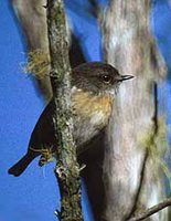 Reunion Stonechat - Saxicola tectes