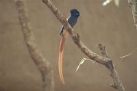 African Paradise-Flycatcher - Terpsiphone viridis
