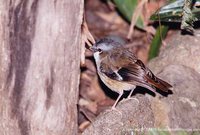 Gray-headed Robin - Heteromyias albispecularis