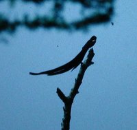 Long-tailed Widowbird - Euplectes progne