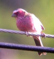 White-browed Rosefinch - Carpodacus thura