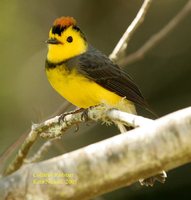 Collared Redstart - Myioborus torquatus