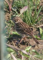 Vesper Sparrow - Pooecetes gramineus